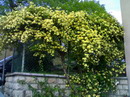 گل آبشار طلایی